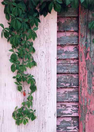 nu-image vine, epes, alabama